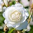 Image result for Iceberg Climbing Rose Care