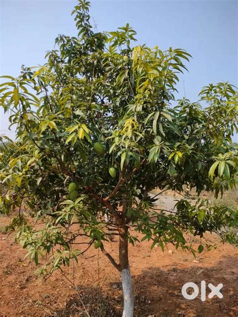 Emergency Plot for Sale going Cheap - Lands & Plots - 1787190065