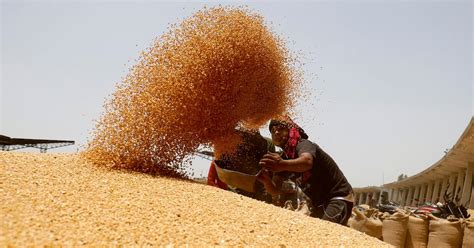 ‘Beg India to reconsider wheat export ban,’ says International Monetary ...