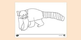 What is the Red Panda | Twinkl Teaching Wiki - Twinkl