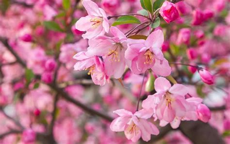 十幾種海棠的驚艷，春季燦爛「國艷」之花 - 壹讀