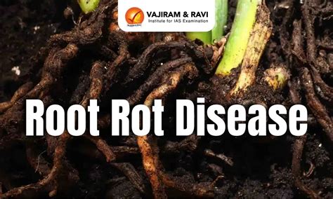 Root Rot Disease, Treatment, Cause, Prevention, Latest News