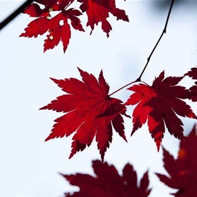 枫叶微信头像 秋天红色的枫叶图片-个性头像
