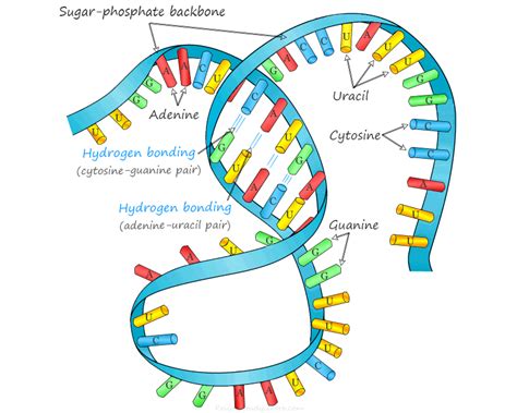 RNA Nucleotide Structure 的图像结果