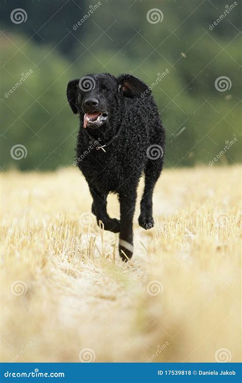 Curly coated retriever dog stock photo. Image of fast - 17539818