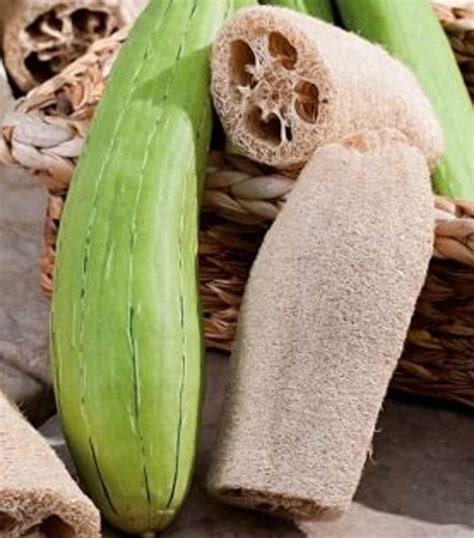Buy 50 Luffa Gourd - Muop Huong - AKA Sponge Gourd, Luffa Aegyptiaca ...