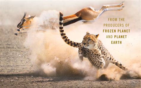 BBC Socumentry 的图像结果