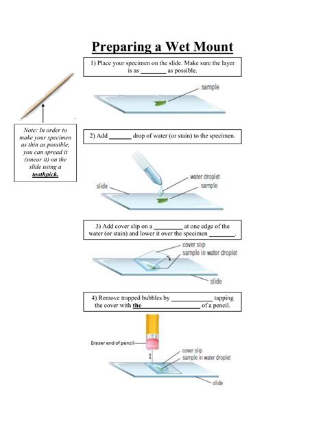 Wet Mount Preparation Microscope Slides at Pauline Tomlinson blog