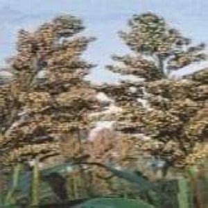 Pac 501 Jowar Seeds Buy Online At Best Price | BigHaat