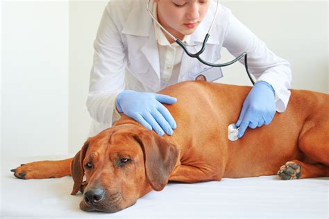 Anesthesia Airway Medicine Given Dog 的图像结果
