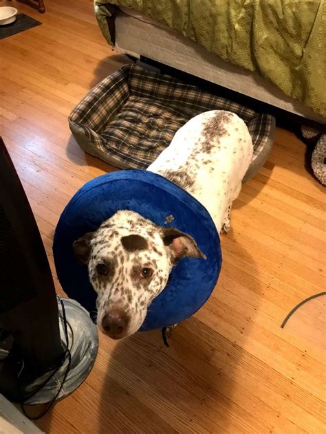 Brookville Road Animal Hospital - 8049 Brookville Rd, Indianapolis, IN ...