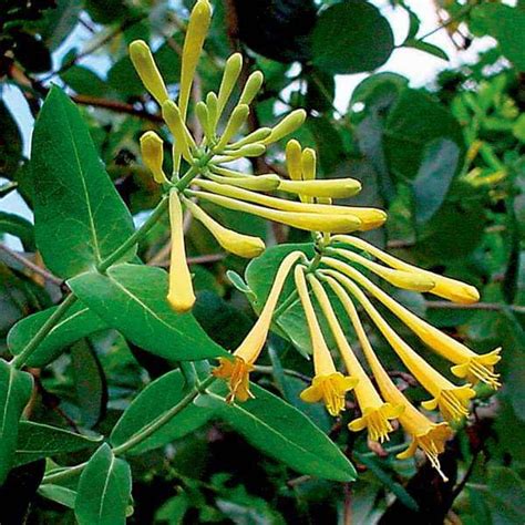 Mphmi NCR Live Plants Honeysuckle, Sempervirens Sulphurea (Yellow ...