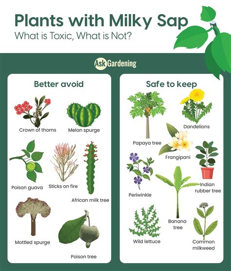 Are Plants With Milky Sap Poisonous A Survival Guide