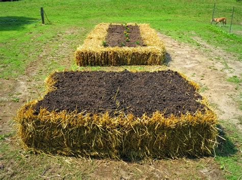 24 Straw Bale Gardening Ideas You Must Look | SharonSable