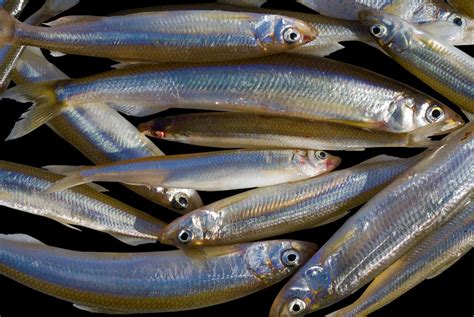 Smelt | The Canadian Encyclopedia