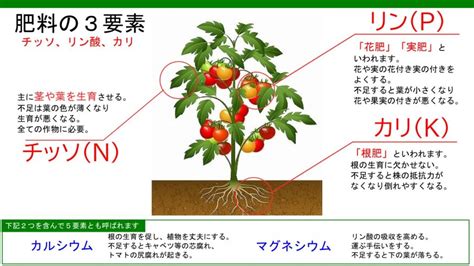 Image result for Pattern Input HTML