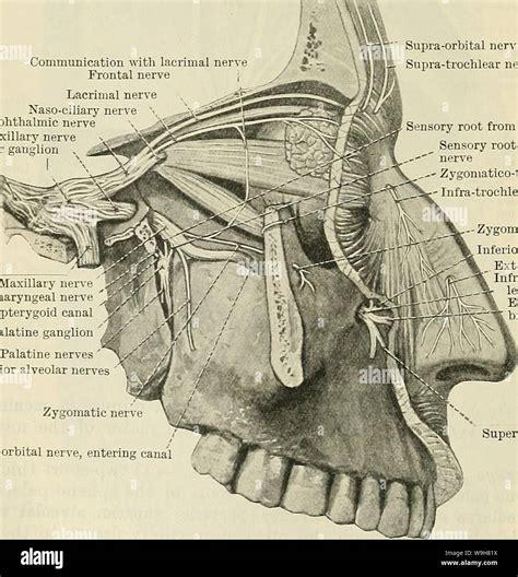 Archive image from page 809 of Cunningham's Text-book of anatomy (1914). Cunningham's Text-book ...