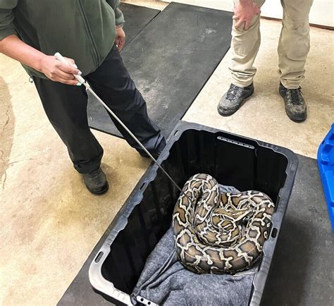 18 Foot Python 的图像结果