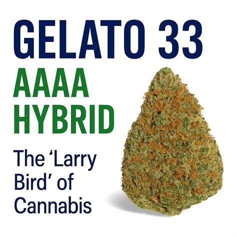Gelato 33 AAAA Hybrid Strain Review | The “Larry Bird” of Cannabis ...