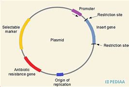 plasmid 的图像结果