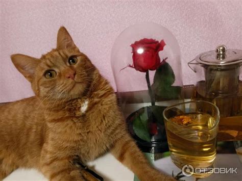 Отзыв о Цвет календулы Компас здоровья "Саянский сбор" | Полезно.Можно ...