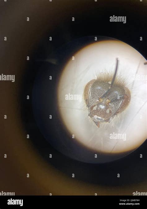 Microscopic Insects 的图像结果