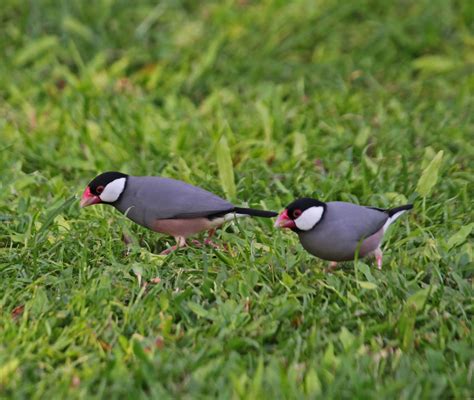 Image result for Java Sparrow Bird