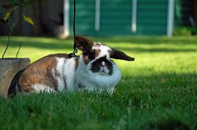 Image result for Best Rabbits for Pets