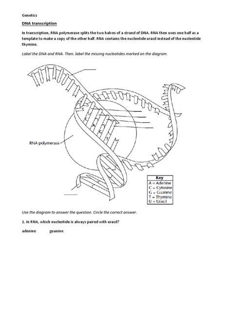 DNA Simulation Worksheet 的图像结果