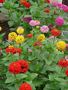 fiori zinnie zinnia consigli coltivazione e cura fiori zinnie zinnia consigli coltivazione e cura