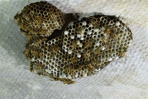 What Do Yellow Jackets Nest Look Like at Rose Briggs blog