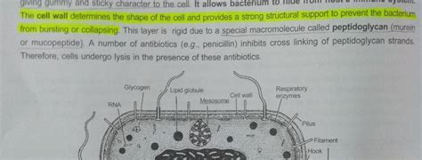 If bacteria have cell wall then they can also be come under fungi ...
