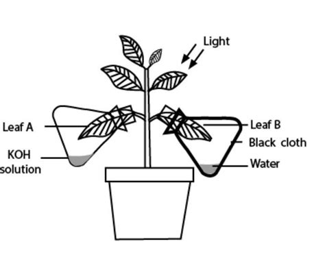 1.what is the role of KOH solution taken in the bottle in the above ...