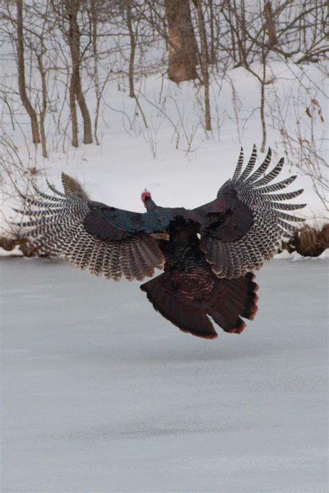 1885 best Wild Turkey images on Pholder | Bourbon, Whiskey and Birding