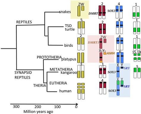 Decoding Dmrt1: Insights into vertebrate sex determination and gonadal sex differentiation