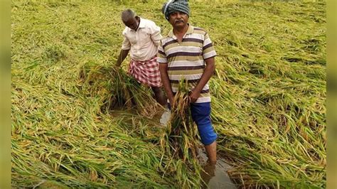 NE Monsoon: 45,826 hectares of crops inundated in 24 dists