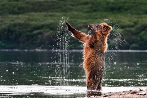 棕熊的天堂 | 俄罗斯野生动物摄影师 Sergey Gorshkov