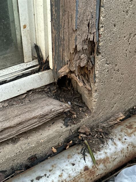 Termite Damage Drywall 7 Things You Should Know About Termites