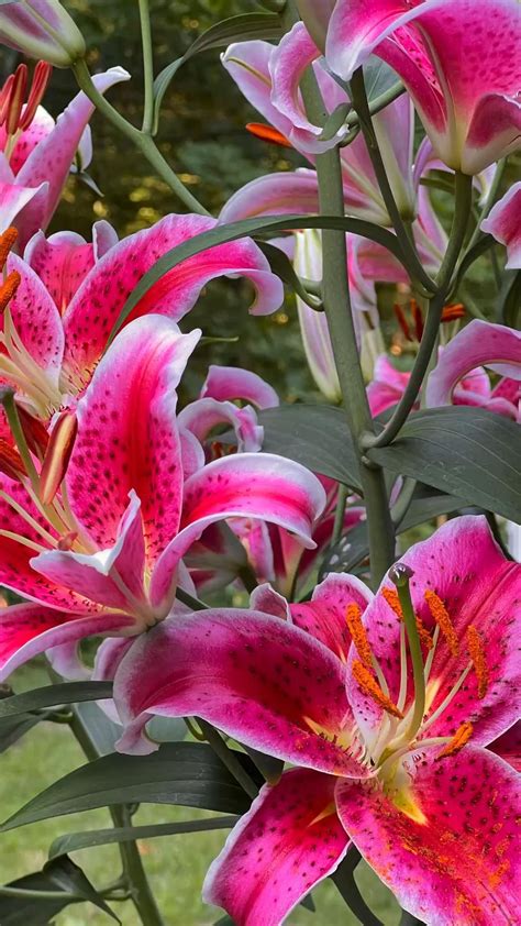 Flowers pink lilies – Artofit