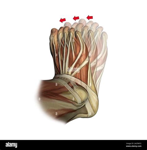 Inversion of the foot. Artwork of the muscles of the foot from above ...