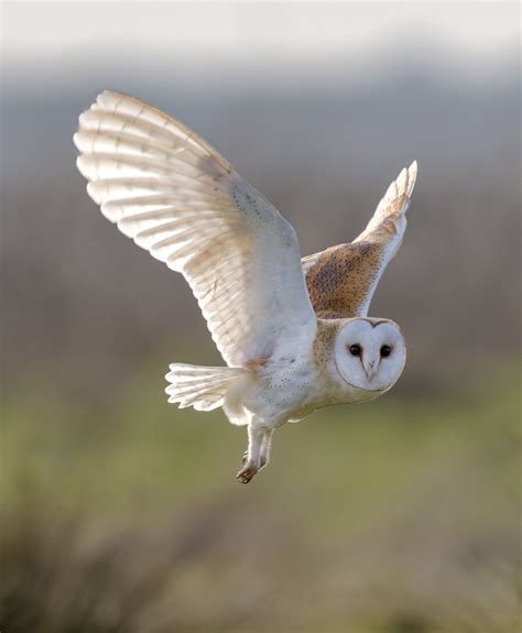 Majestic Barn Owl in Flight