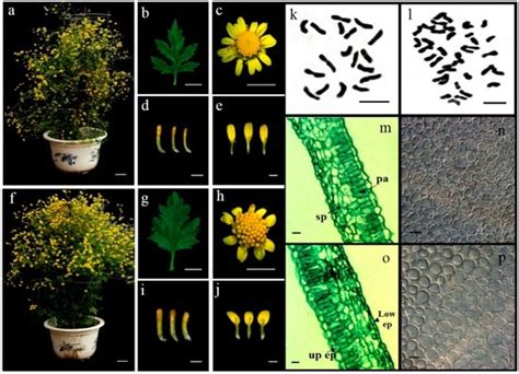 Morphological, Genome and Gene Expression Changes in Newly Induced ...