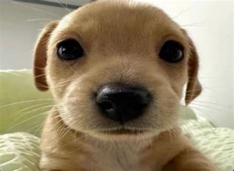 cute puppy with big eyes | Puppy eyes, Puppy dog eyes, Dogs with big eyes