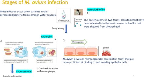Mycobacterium Avium Primary Cutaneous Mycobacterium Avium Complex - mac lung infection