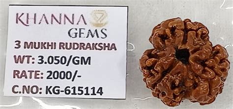 3.050 Gram Natural Three Mukhi Rudraksha with Govt. Lab Certificate ...