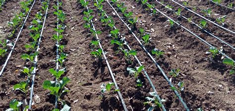 How to install irrigation pipes for your farm - Farmers Review Africa