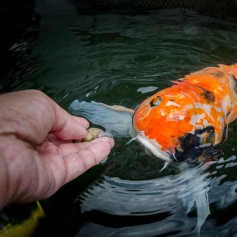 Feeding Your Koi and Goldfish: The Dos and Don’ts | Next Day Koi