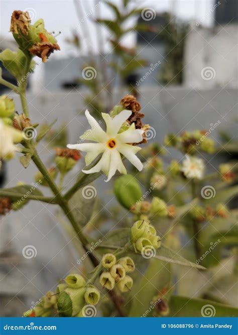 Parijat flower stock photo. Image of parijat, december - 106088796