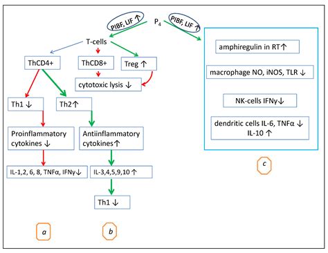 Progesterone as an Anti-Inflammatory Drug and Immunomodulator: New ...