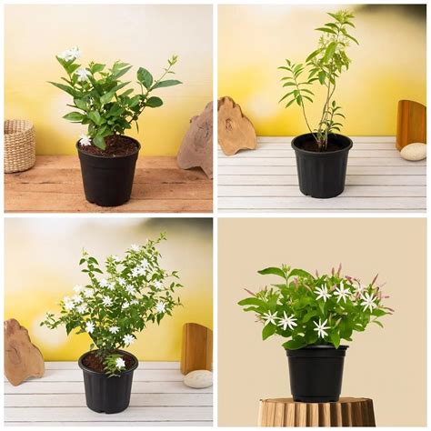 Buy Top 4 Jasmine Flowering Plants for Fragrance online from ...